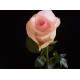 Roses - Sweet Akito